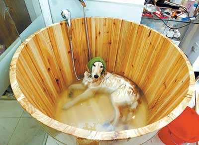 狗狗常见皮肤病及治疗方法,狗狗常见的皮肤病该怎么治