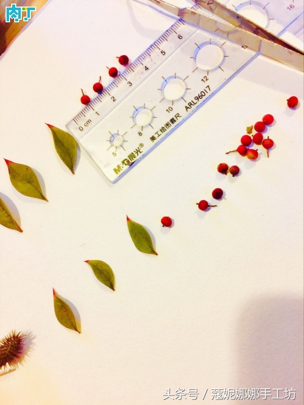 手工制作植物标本,手工标本制作植物花