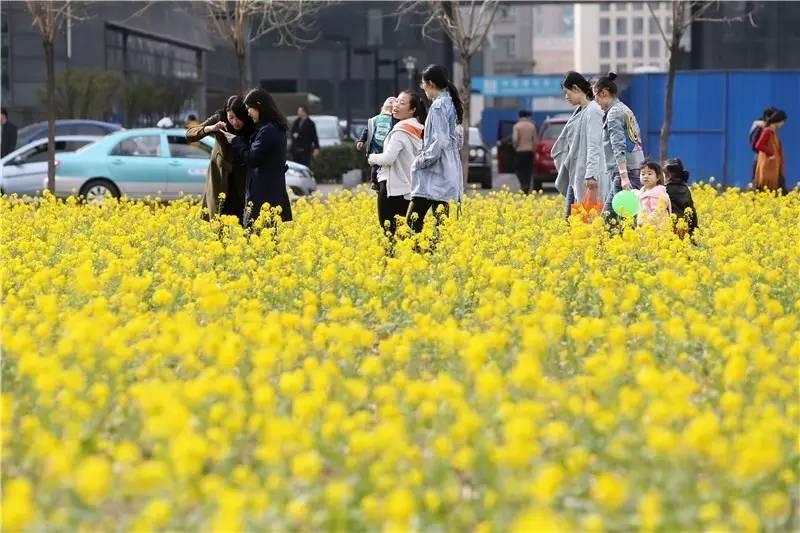 大美泰达满地灿烂！花期易逝，千金不换，还不快来！