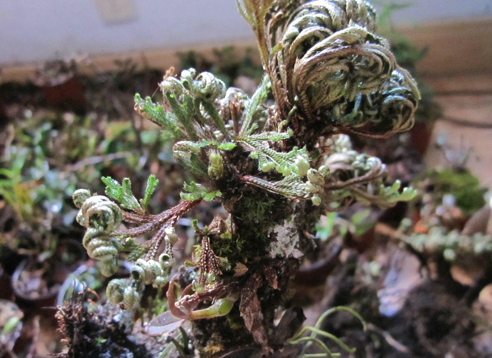 九死还魂草生长期,九死还魂草干枯多少年