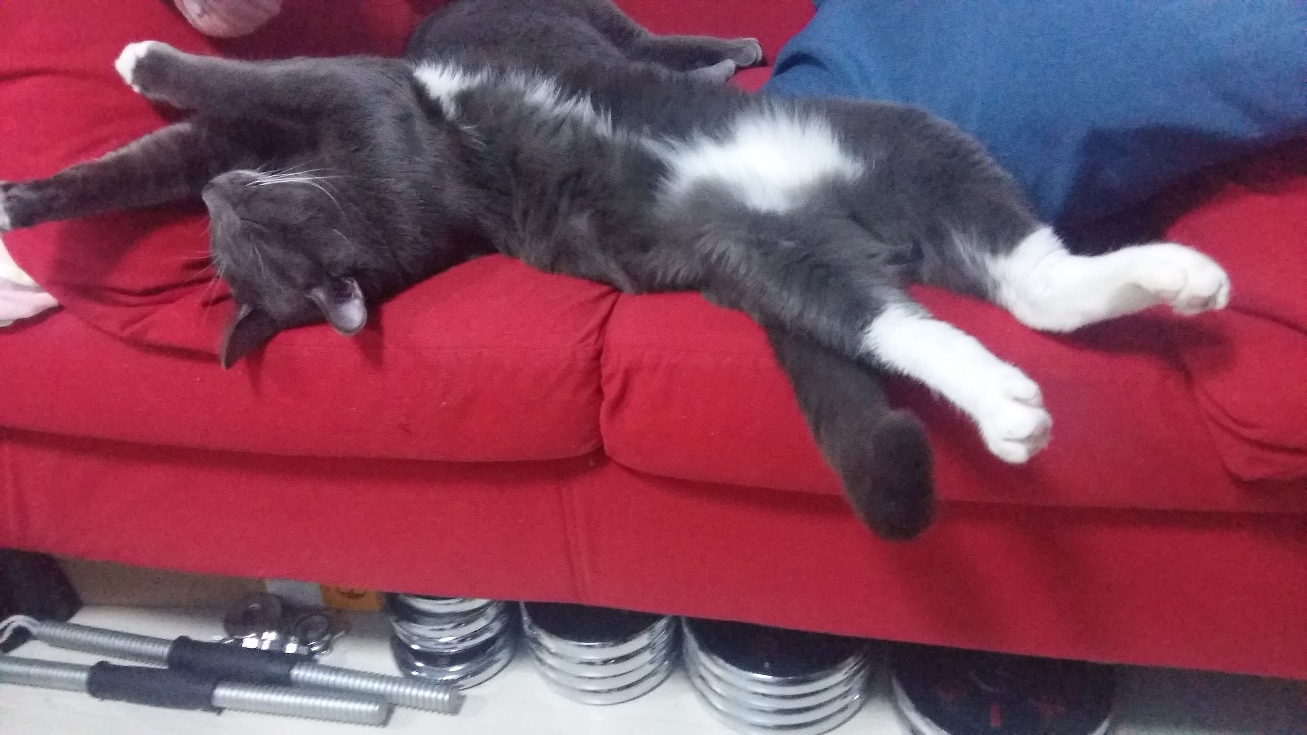 喵星人一觉醒来,喵星人在哪里都能睡得着