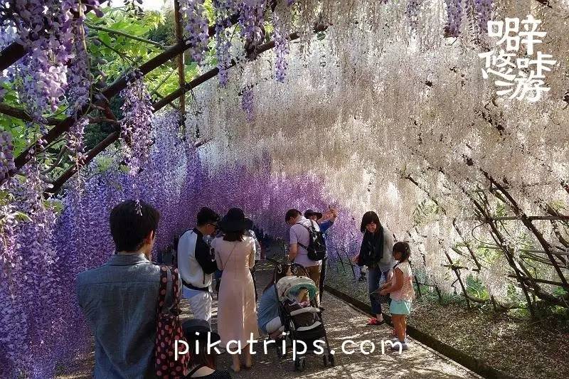 看日本樱花攻略,日本赏樱花最美的地方