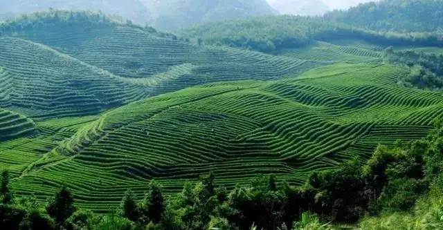 婺源县绿茶,婺源绿茶老字号