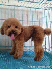 泰迪价格最低多少钱,泰迪最低价格是多少