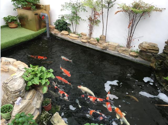 鱼缸过滤器十大品牌排行榜,室外鱼池过滤器十大品牌排行榜