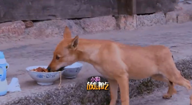 东北宋仲基安吉实力圈粉,东北宋仲基安吉是老大还是老二