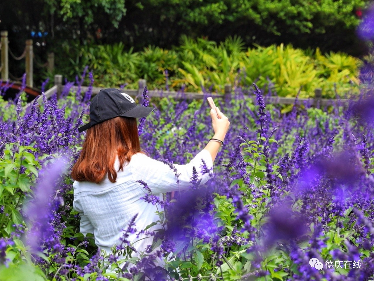 不用去罗平也可以看油菜花,不用去日本也能看的樱花海