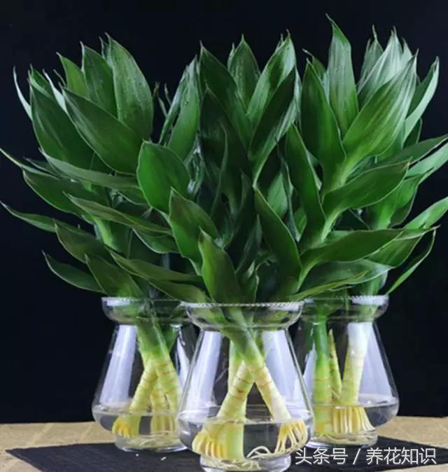 为啥刚买的富贵竹这么旺盛,买回来的富贵竹怎么养