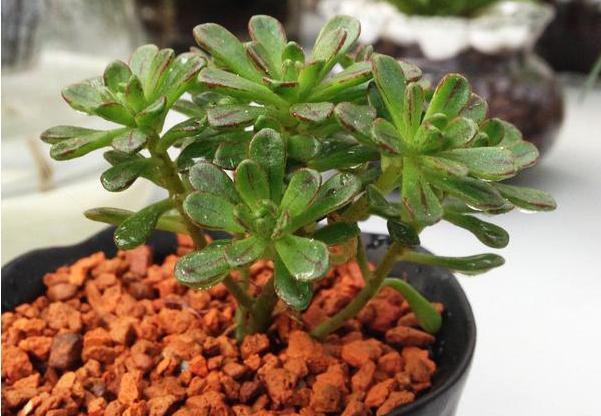 多肉防小人,多肉植物招小白虫怎么防治