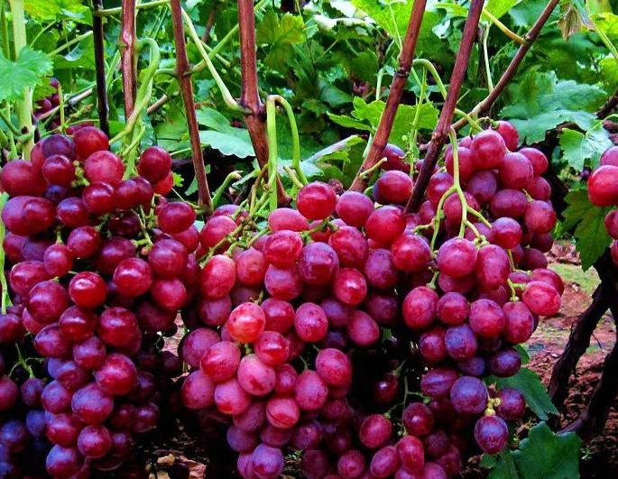 *疆新**优质水果大盘点,第四张你都没见过!