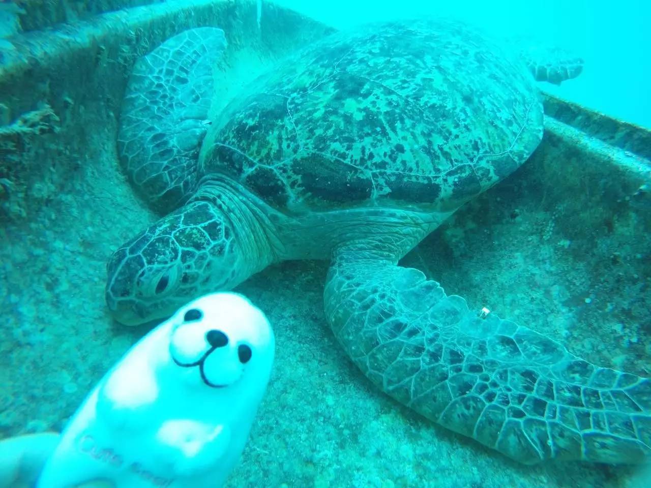 到底辣妈们在马布海洋日有多惬意？看视频就知道了！