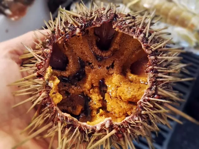 海胆营养丰富,海胆营养辅食有哪些做法