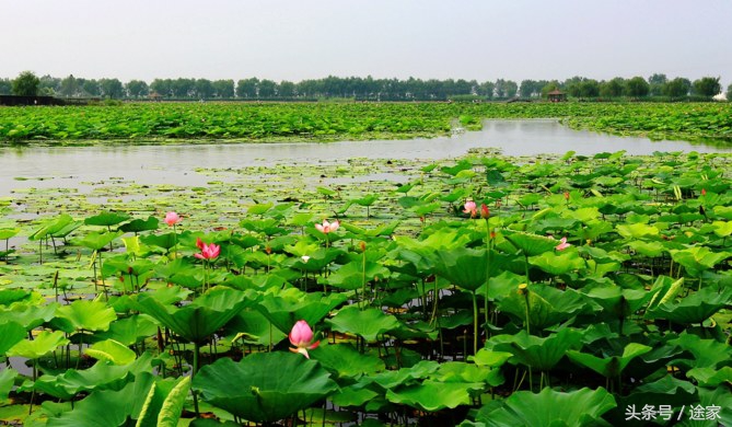 雄安白洋淀冬季旅游攻略,远离喧嚣白洋淀旅行