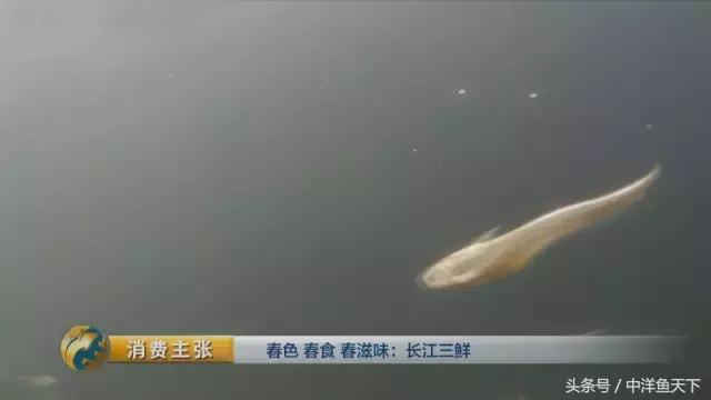 鲥鱼和刀鱼的鲜美,刀鱼鲥鱼河豚被称为长江三鲜