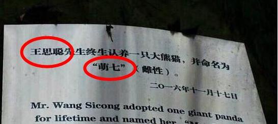 王思聪雪梨近况,王思聪和雪梨近况