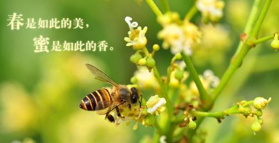 麦卢卡蜂蜜详细介绍,麦卢卡蜂蜜是蜂蜜里最好的吗