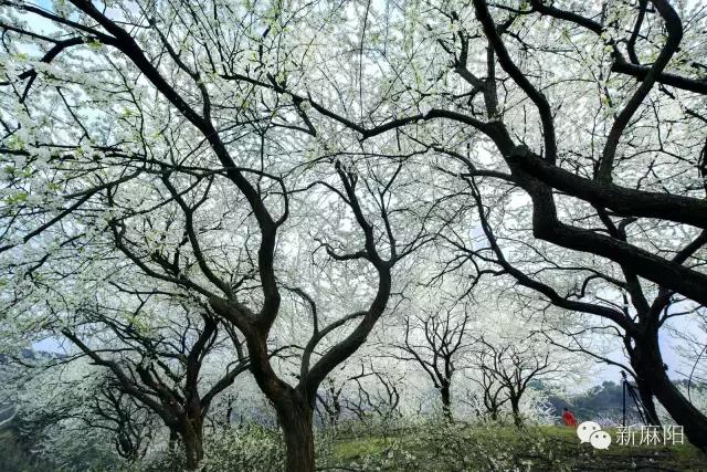 春天第一花麻阳,故乡最先盛开的是什么花