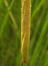 中草药蒲黄炭,中草药蒲黄配方