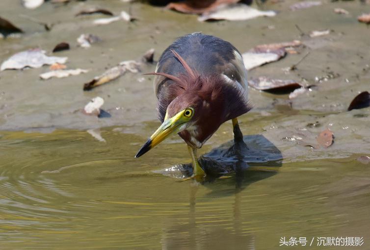 姹犻弓鎹曟崏,姹犻弓鎶撻奔寰堝帀瀹冲悧