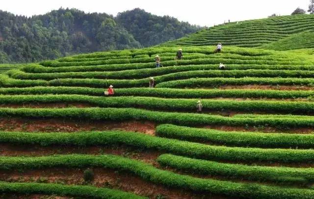 婺源县绿茶,婺源绿茶老字号