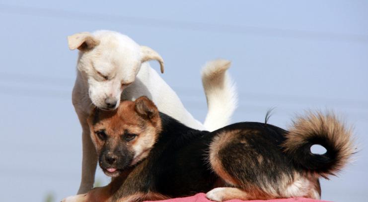 2024年1982狗人全年运势,2024属狗1970人全年运势