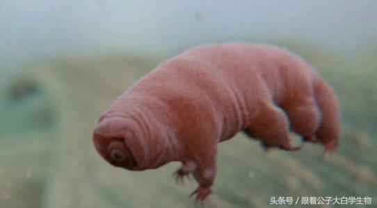 目前发现的有几种外星人,地球上有没有像外星人的外星生物