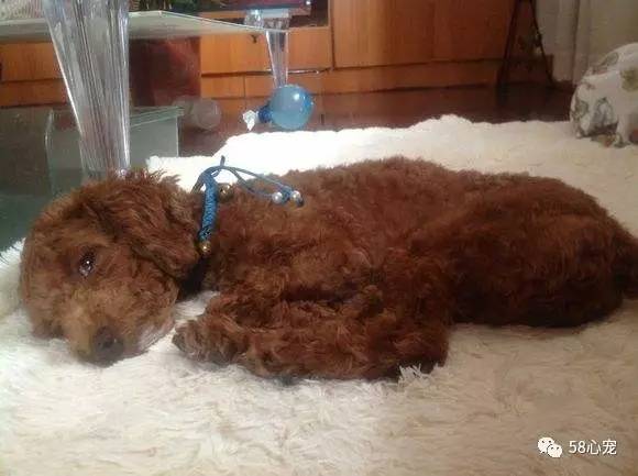 狗狗吃葡萄如何才能保住他的狗命,我家的狗狗养了四年差点死了