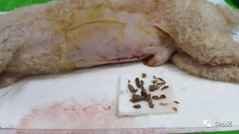 狗狗吃葡萄如何才能保住他的狗命,我家的狗狗养了四年差点死了