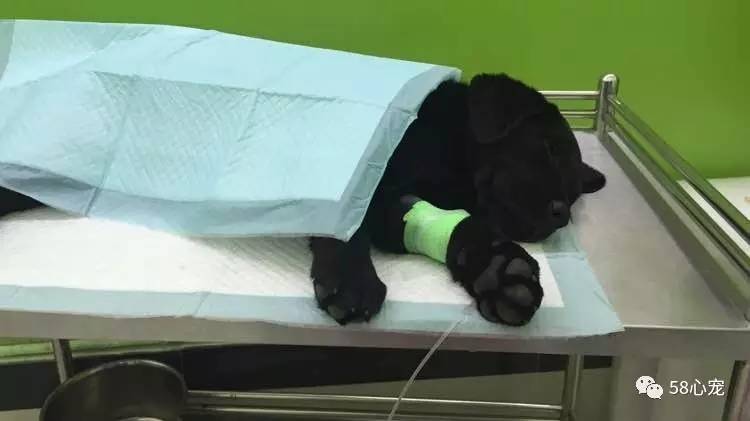 我是怎样把狗养死的：狗狗偷吃了1斤葡萄，差点被死神带走