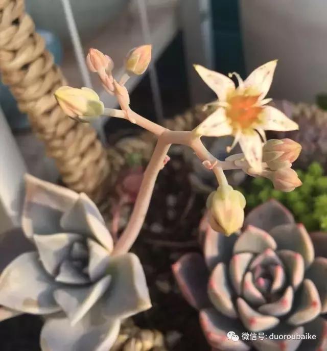 那些年我养过的多肉,这些年养过的花花草草