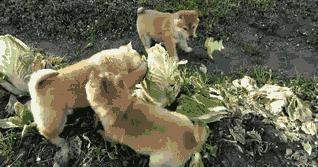 教大家如何用牙膏,牙膏怎么催眠