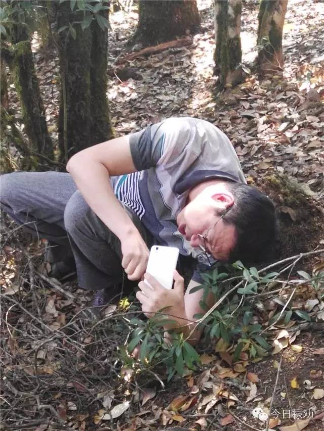 禄劝九龙石牛山原始森林,云南禄劝县团街镇卓干山原始森林