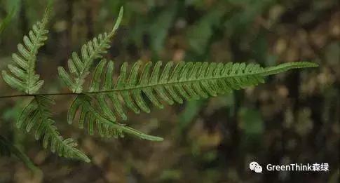 狼尾蕨造景方法,狼尾蕨的森林造景