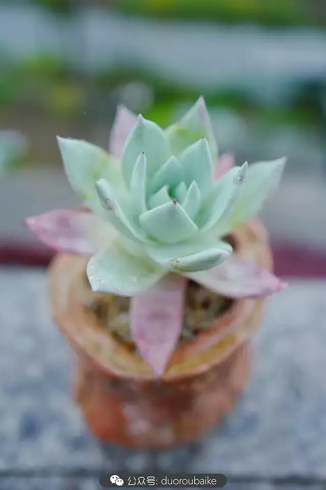 春雨多肉精品,包邮区的多肉