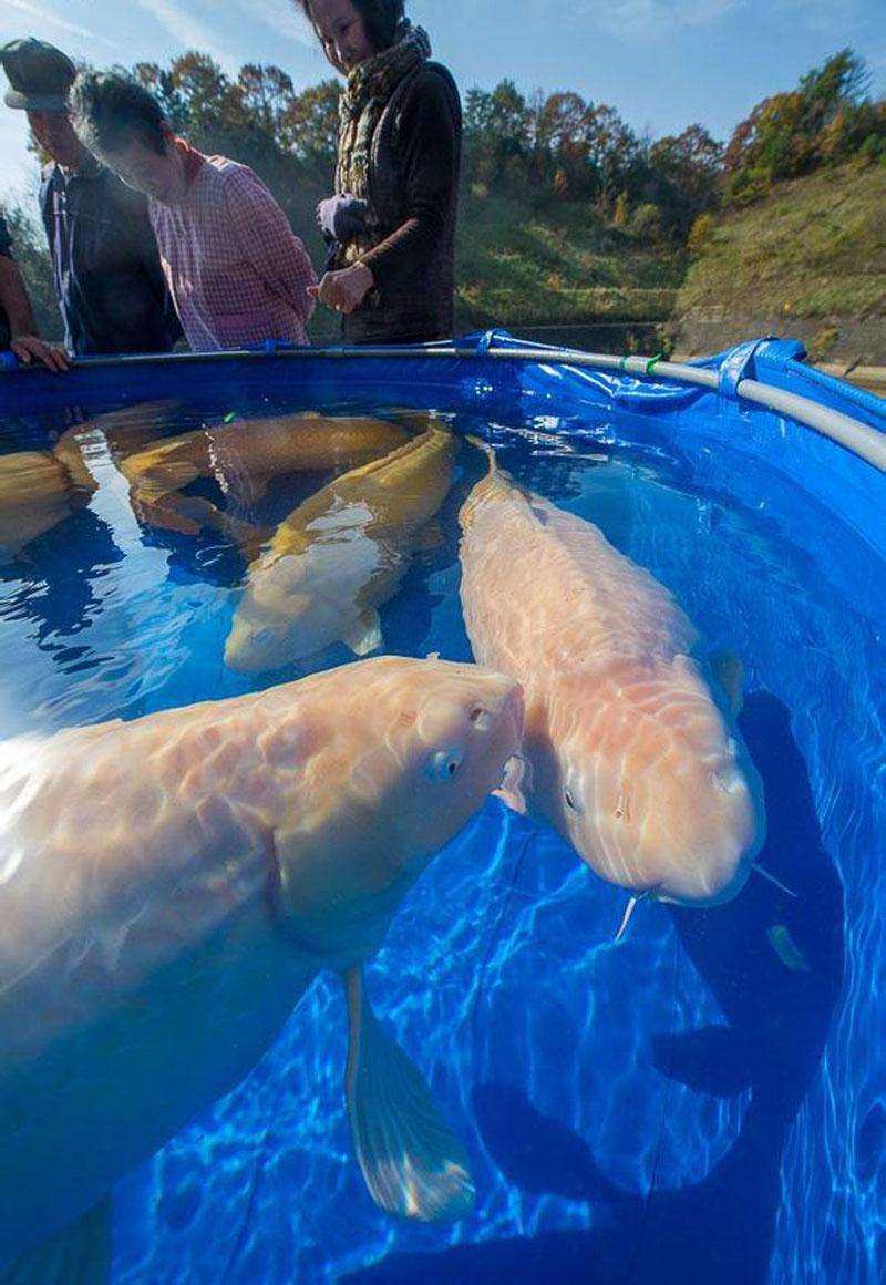 鱼池假山怎么做,假山鱼池怎么做视频