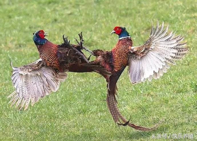 养野山鸡的条件,养野山鸡得办什么手续