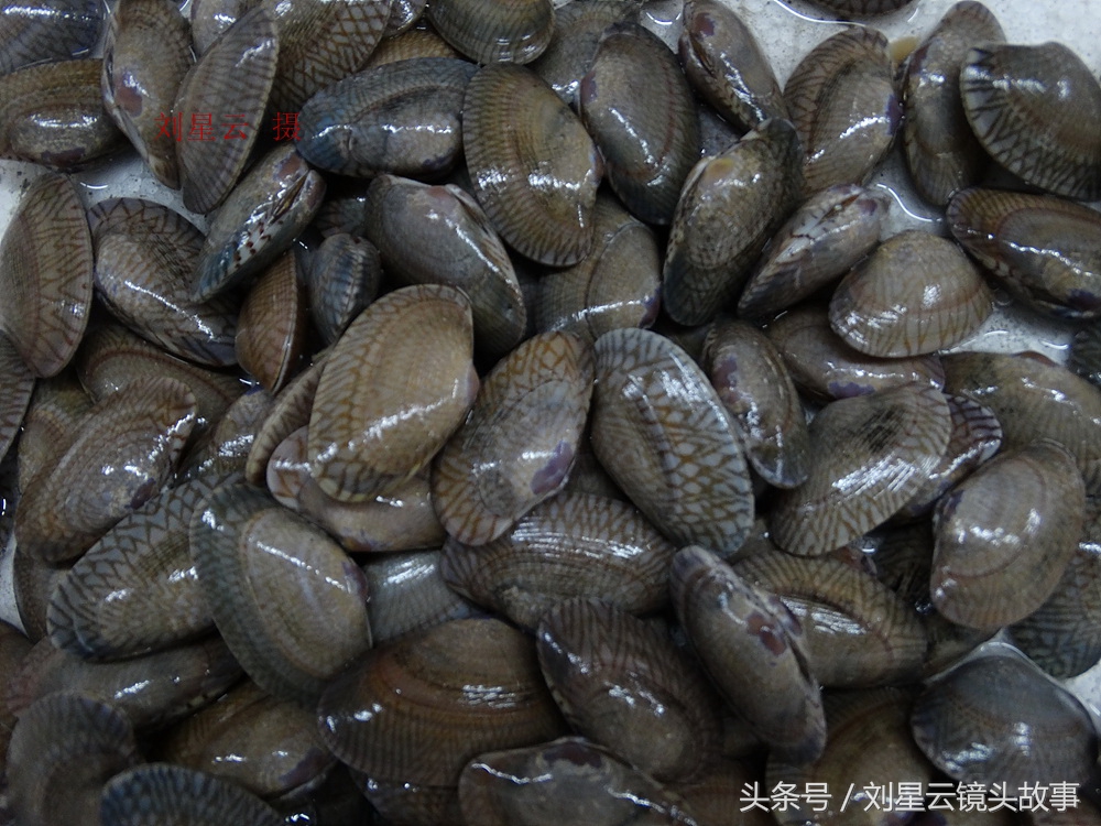 来三亚旅游想吃带壳的海鲜，不当冤大头，要有智慧善挑选和会安排