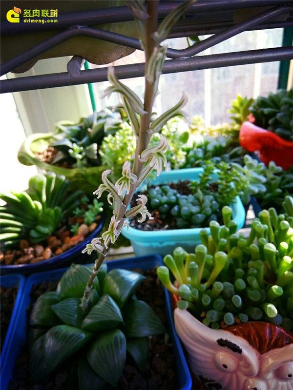 一个脚气患者的真实故事,关于癣有趣的故事