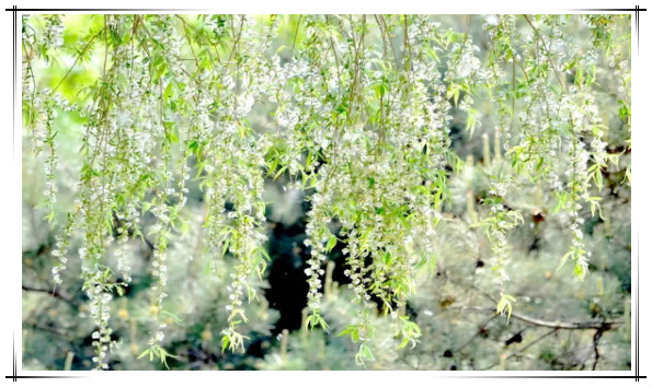 最有效抗过敏茶,可以舒缓皮肤过敏的茶