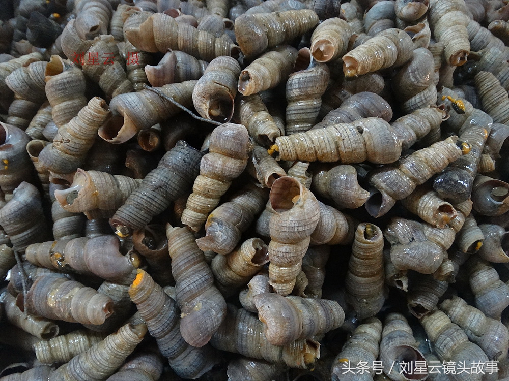 来三亚旅游想吃带壳的海鲜，不当冤大头，要有智慧善挑选和会安排