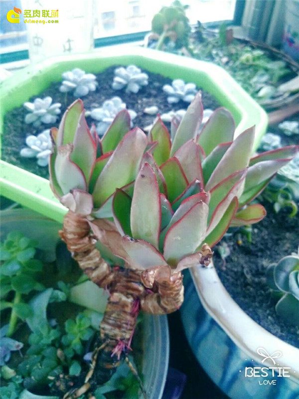 一个脚气患者的真实故事,关于癣有趣的故事