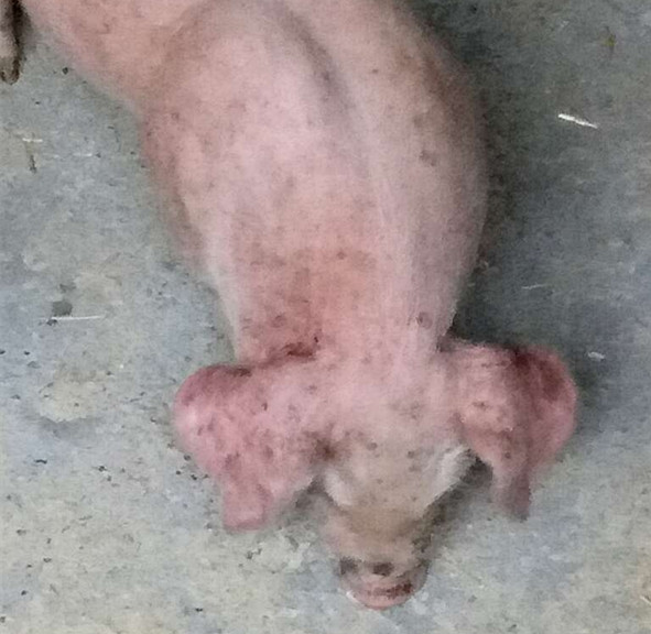 仔猪生下来就死什么病,仔猪全身发紫死亡死前疼痛