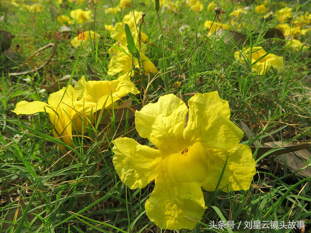 三亚黄花风铃花,三亚黄花风铃