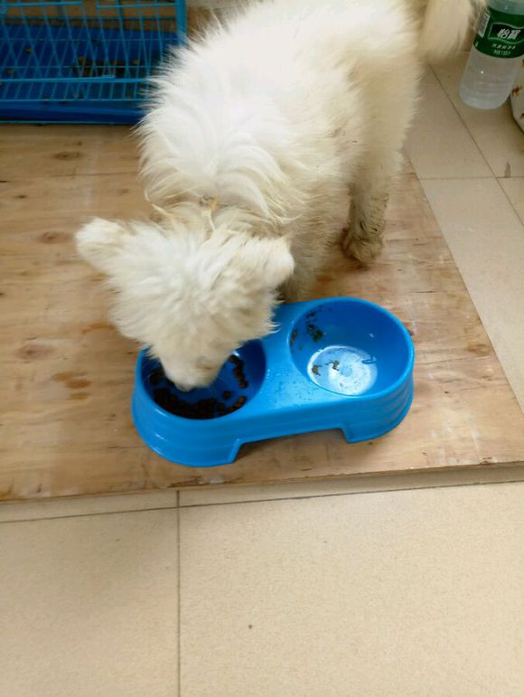 女孩养萨摩耶的感受,女孩子养一只萨摩耶