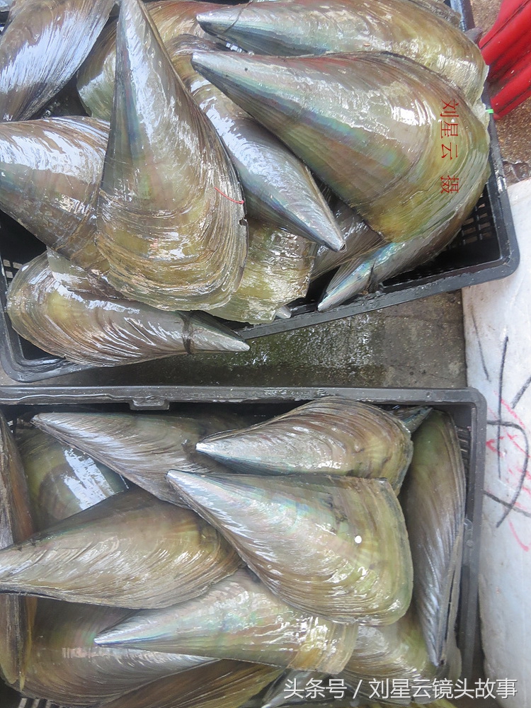 三亚哪里海鲜市场的品种多,三亚海鲜品种大全及介绍