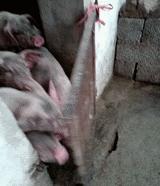 流氓会武术谁也挡不住出处,流氓会武术谁也挡不住