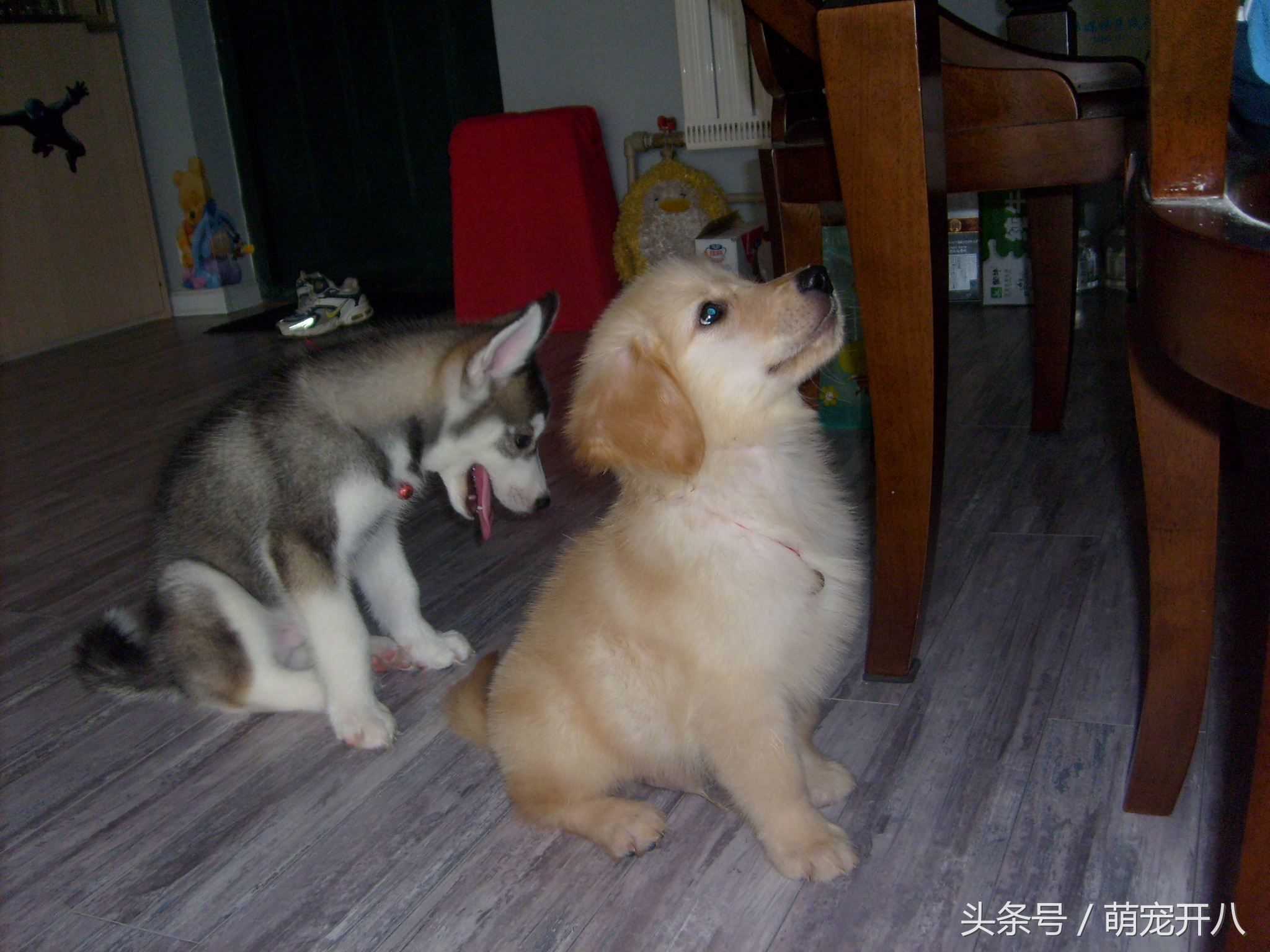 感动:你养过最皮的狗吗?反正我都不好意思说自己养哈士奇!