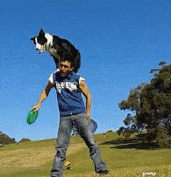 边牧这么聪明为什么很少人养,边牧太胆小了什么都教不会