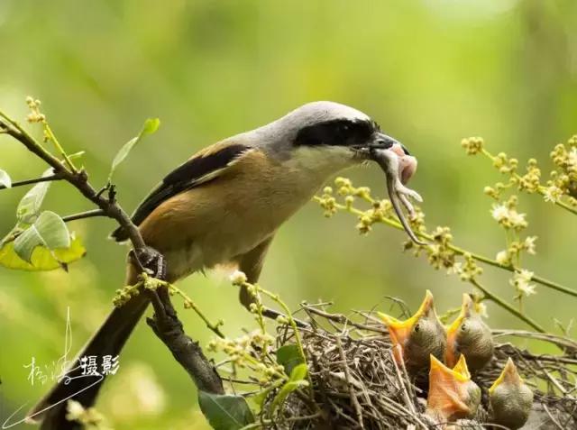 这是一篇只有鸟的美篇，却深深地打动了我