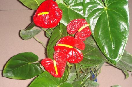 红掌总是黄叶怎么回事,红掌老是黄叶怎么办